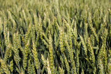 wheat field on a summer day