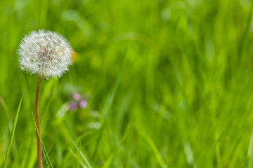 Dandelion with seeds