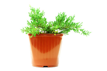 Juniper in the pot isolated on white