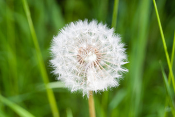 Obraz premium Dandelion close up