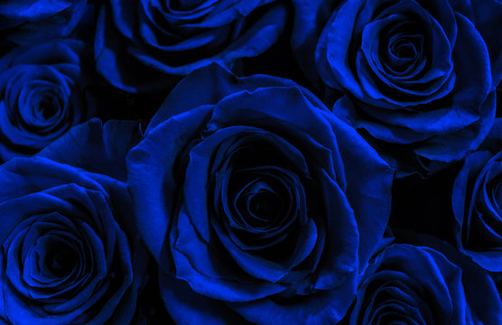Black rose with vibrant blue petals at centre on green by Rosemary Calvert