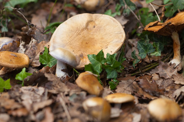 Mushrooms close up