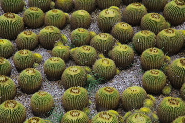 Golden ball cactus / Echinocactus grusonii In Garden