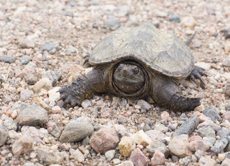 Turtle in the garden - Colorado