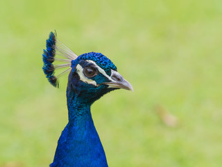 head portrait of Indian peafowl electric blue colorful bird