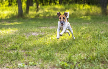 Fox terrier dog in motion on green glade