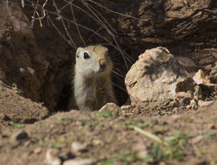 small ground squirrel - Wyoming