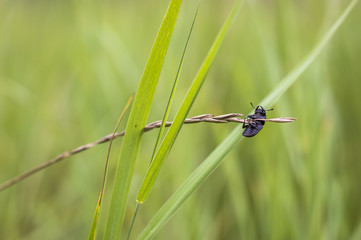 Insect beetle hanging on a straw