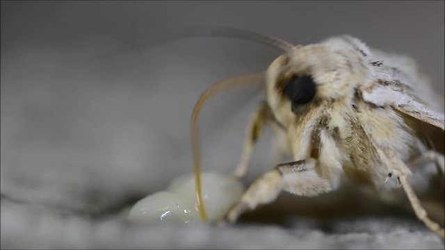 Noctuid moth feeding. Close up of proboscis and palps of pale pinion (Lithophane socia) taking sugar from banana