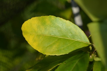 Feijoa tree leaf with magnesium deficiency