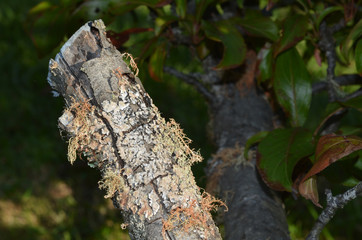 Lichen covering Peach tree