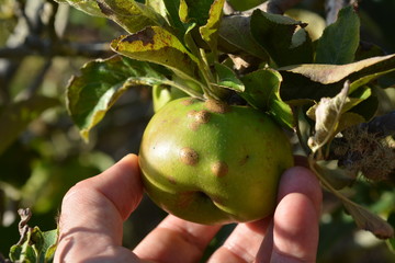 Damaged apple from Capsid bug © Rafael Ben-Ari