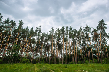 Green pine tree forest