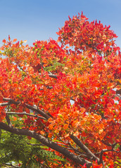 Flame tree