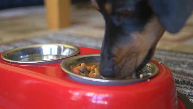 Closeup shot of a pet dog eating his food really fast from his bowl.