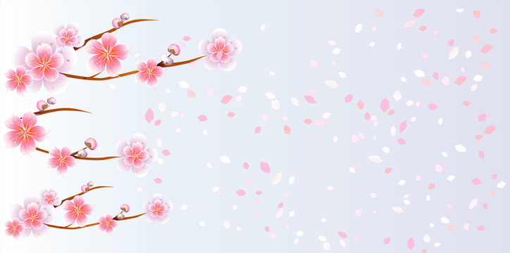 Flowers design. Flowers background. Branches of sakura with flowers. Cherry blossom branches with petals falling on blue-violet background. Vector 