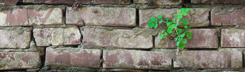 texture of the old dirty red brick wall
