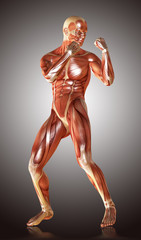 Fototapeta na wymiar 3d render of a male muscular anatomy in defence pose