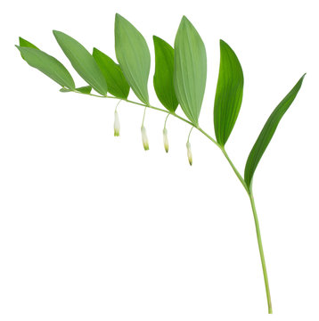 Blooming angular solomon's seal, Polygonatum odoratum isolated on white background