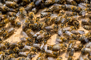 Swarm of bees on the beehive