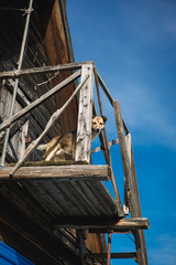 the dog is standing on her balcony one-storied wooden house and looking at the camera