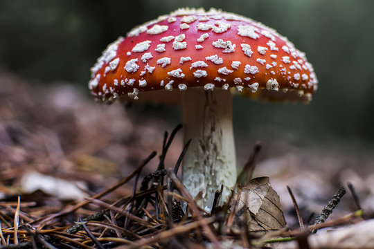 Red amanita mushroom in forest