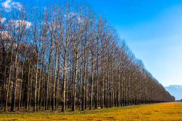 Beautifully planted trees