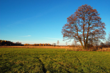 Big tree on green meadow