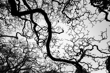 Autumn branch tree silhouette in black and white