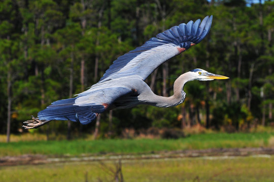 Great Blue Bayou