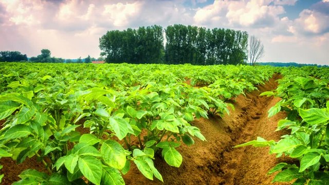 Agricultural field with green potato sprouts. Full HD, 1080p