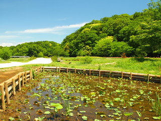 蓮池のある初夏の里山風景