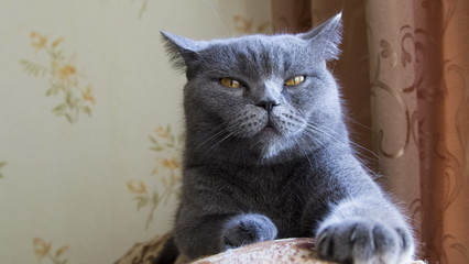 British cat on sofa, looking in camera.