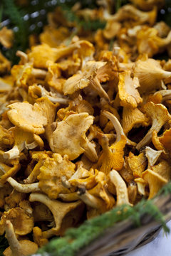 Close up of girolle mushrooms