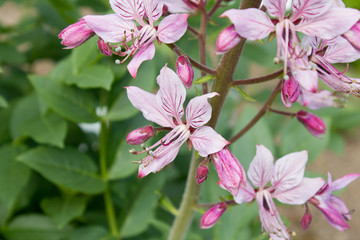 Diptam (Dictamnus Albus)