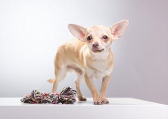 Chihuahua dog rope toy