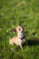 Chihuahua dog sitting  looking up