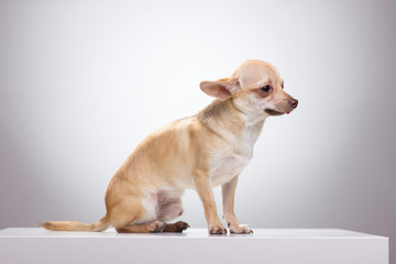 Sad Chihuahua dog sitting