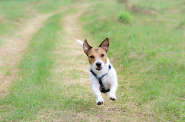 Cute dog running by country road looking at camera