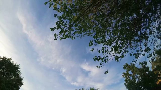 Tree Top and Sky (Camera Dolly). The camera turns arround