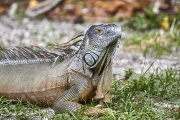 Iguana enjoying the Miami sunshine
