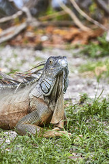 Iguana enjoying the Miami sunshine