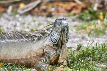 Iguana enjoying the Miami sunshine