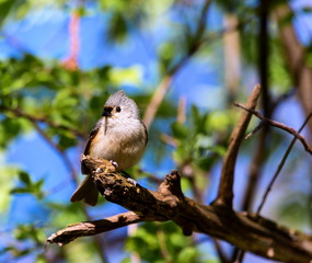Tufted Titmouse in a Boreal forest in Quebec Canada.