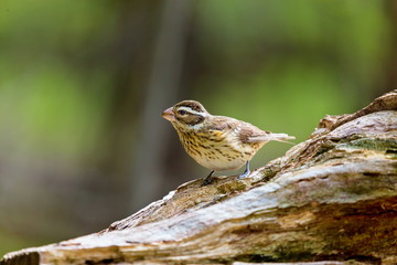 Rose-breasted Grosbeak female, deep in a Boreal forest in Quebec Canada,