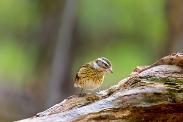 Rose-breasted Grosbeak female, deep in a Boreal forest in Quebec Canada,