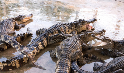 Crocodile with light from sunset