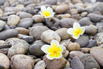 Obraz na płótnie Canvas Plumeria flower on stone for spa relax