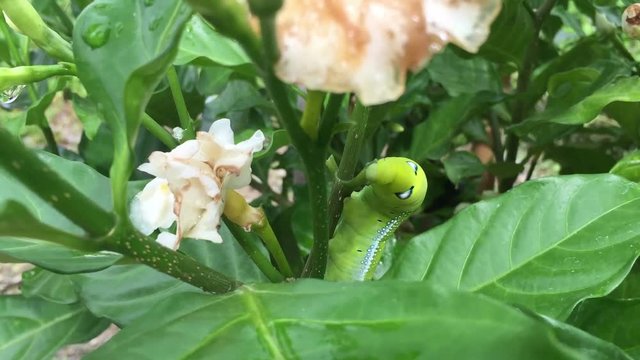 Time lapse of green worm is eating a leaf, Thailand