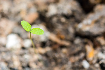 young plant growing out from soil
